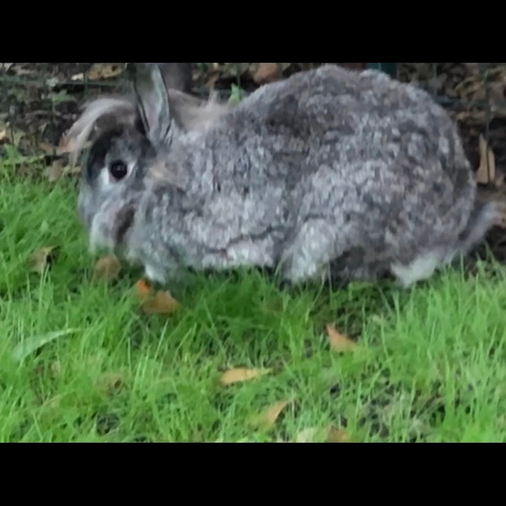 Meet your Posher, Allen